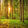 Forêt Nº 1