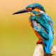Les Oiseaux Nº 2