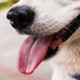 Chien Nº 3