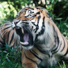 Tigre Nº 1