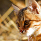 Chat Nº 2
