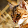Chat Nº 2