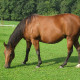 Cheval Nº 3